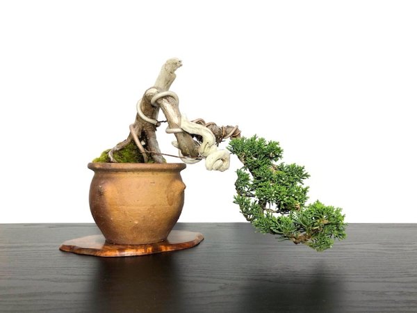 Photo2: Juniperus chinensis / Japanese Juniper, Shimpaku / Small size Bonsai  (2)