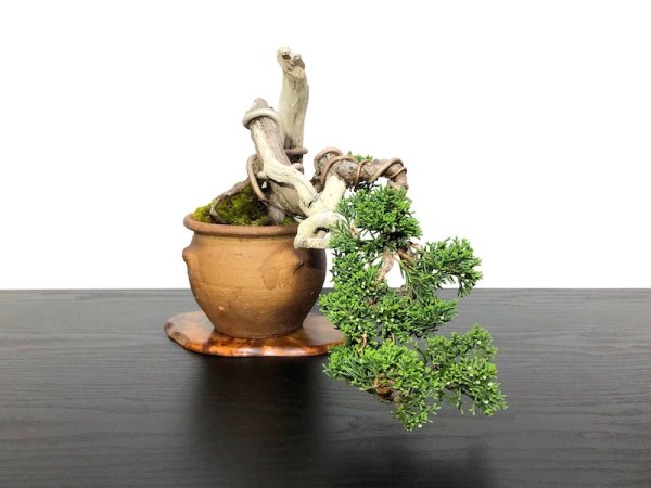 Photo5: Juniperus chinensis / Japanese Juniper, Shimpaku / Small size Bonsai  (5)