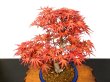 Photo4: Acer palmatum / Japanese Maple, Momiji "Seigen" / Middle size Bonsai  (4)