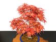 Photo2: Acer palmatum / Japanese Maple, Momiji "Seigen" / Middle size Bonsai  (2)