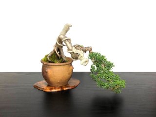 Small size bonsai - FROM JAPAN