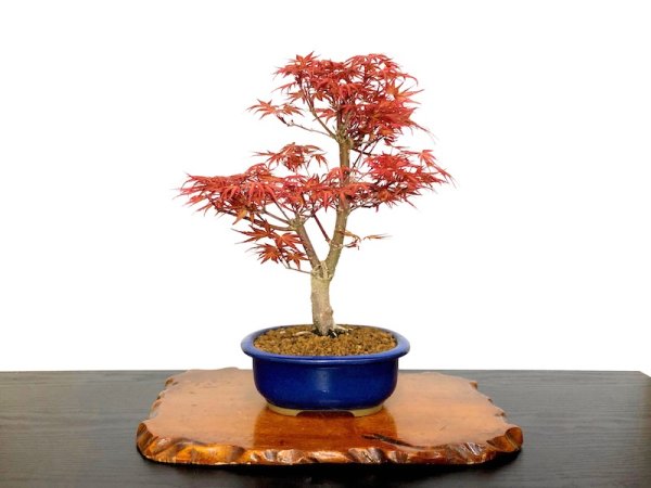Photo1: Acer palmatum / Japanese Maple, Momiji "Seigen" / Middle size Bonsai  (1)