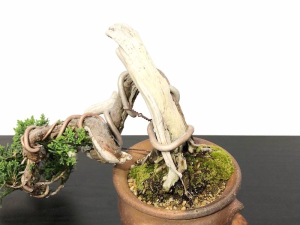 Photo4: Juniperus chinensis / Japanese Juniper, Shimpaku / Small size Bonsai  (4)