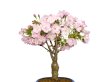 Photo2: Prunus / Cherry Tree, Sakura "Asahiyama" / Middle size Bonsai  (2)