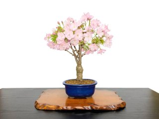 Middle size bonsai - FROM JAPAN