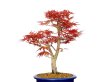 Photo3: Acer palmatum / Japanese Maple, Momiji "Seigen" / Middle size Bonsai  (3)