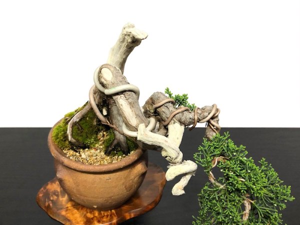 Photo3: Juniperus chinensis / Japanese Juniper, Shimpaku / Small size Bonsai  (3)