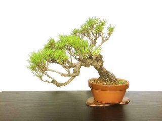 Product list of bonsai - FROM JAPAN