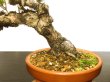 Photo6: Pinus densiflora / Red Pine, Akamatsu / Middle size Bonsai  (6)