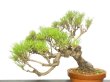 Photo7: Pinus densiflora / Red Pine, Akamatsu / Middle size Bonsai  (7)