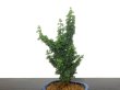 Photo5: Chamaecyparis obtusa / Hinoki cypress "Sekka Miyabi" / Small size Bonsai  (5)