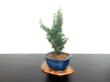 Photo3: Chamaecyparis obtusa / Hinoki cypress "Sekka Miyabi" / Small size Bonsai  (3)