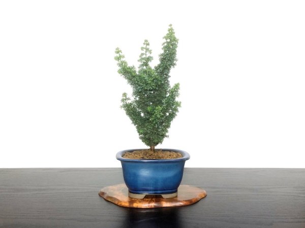 Photo1: Chamaecyparis obtusa / Hinoki cypress "Sekka Miyabi" / Small size Bonsai  (1)