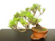 Photo2: Pinus densiflora / Red Pine, Akamatsu / Middle size Bonsai  (2)