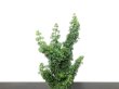 Photo2: Chamaecyparis obtusa / Hinoki cypress "Sekka Miyabi" / Small size Bonsai  (2)