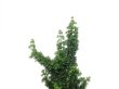 Photo4: Chamaecyparis obtusa / Hinoki cypress "Sekka Miyabi" / Small size Bonsai  (4)