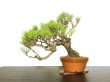 Photo5: Pinus densiflora / Red Pine, Akamatsu / Middle size Bonsai  (5)