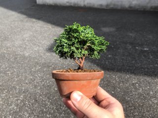 Product list of bonsai - FROM JAPAN