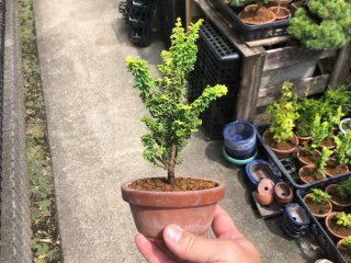 Small size bonsai - FROM JAPAN