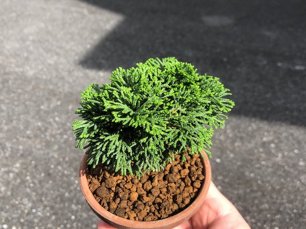Photo4: Chamaecyparis obtusa / Hinoki cypress "Renzan" / Small size Bonsai  (4)