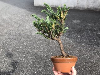 Product list of bonsai - FROM JAPAN