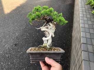 xport selling bonsai pot / From JAPAN, bonsai specialty shop (Page 1)