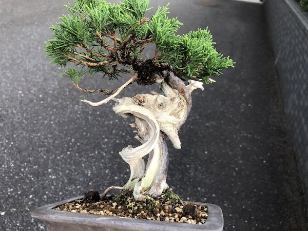 Photo6: Juniperus chinensis / Japanese Juniper, Shimpaku / Small size Bonsai  (6)
