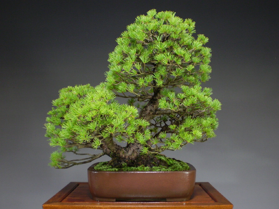 Bonsai/Five Pine (Pinus parviflora) / Goyo Matsu online shopping site of bonsai treesFROM JAPAN