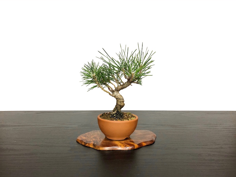 Bonsai Pinus Thunbergii Black Pine Kuromatsu Small Size Bonsai Online Shopping Site Of Bonsai Treesfrom Japan
