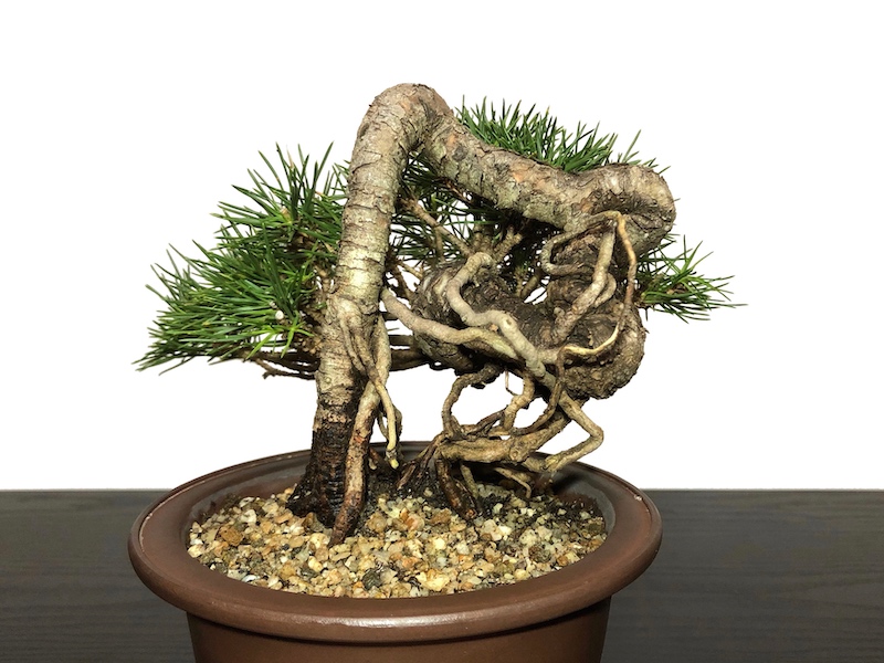 Bonsai/Pinus thunbergii 