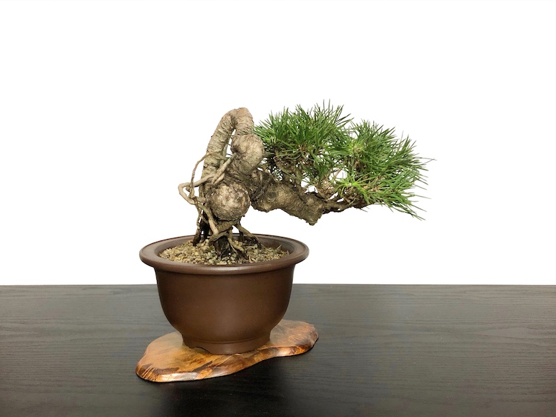Bonsai/Pinus thunbergii / 