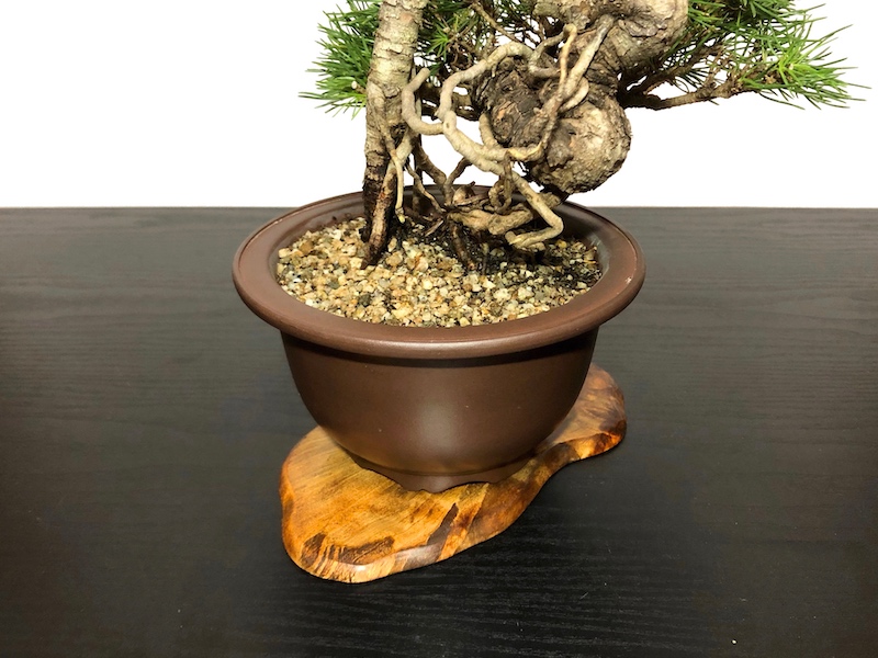 Bonsai/Pinus thunbergii 