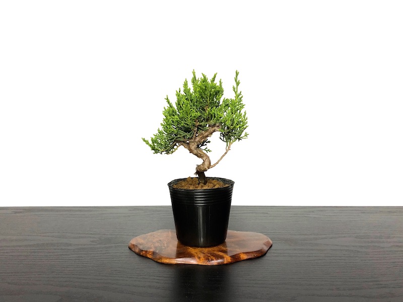 Bonsai/Juniperus chinensis / Japanese Juniper, Shimpaku / Small